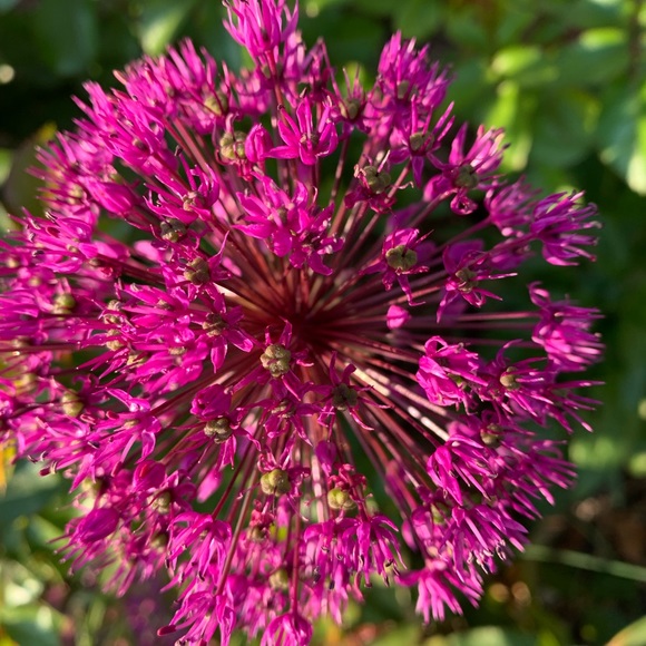 BUNDLES WELCOME, 25% DISCOUNT WITH PURCHASE OF TWO ITEMS. 

Make an offer…….😀 - Picture 1 of 1